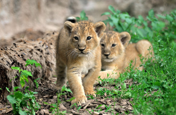 Bioparco Sono Nati Due Cuccioli Di Leone Asiatico