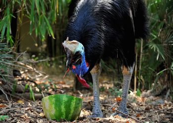 abbonamenti bioparco