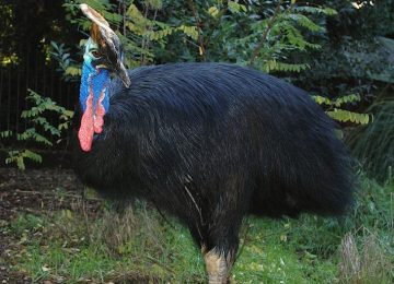 casuarioFoto-Massimiliano-Di-Giovanni-Archivio-Bioparco-1