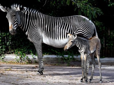 nascita Zebra di Grevy2