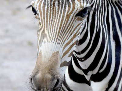 nascita Zebra di Grevy3
