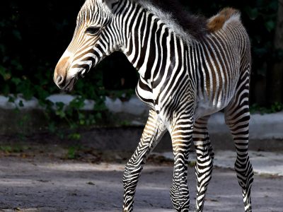 nascita Zebra di Grevy5