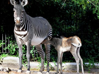 nascita Zebra di Grevy6